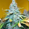 thumb of Bruce Banner Auto by WeedSeedsExpress grown by AsNoriu